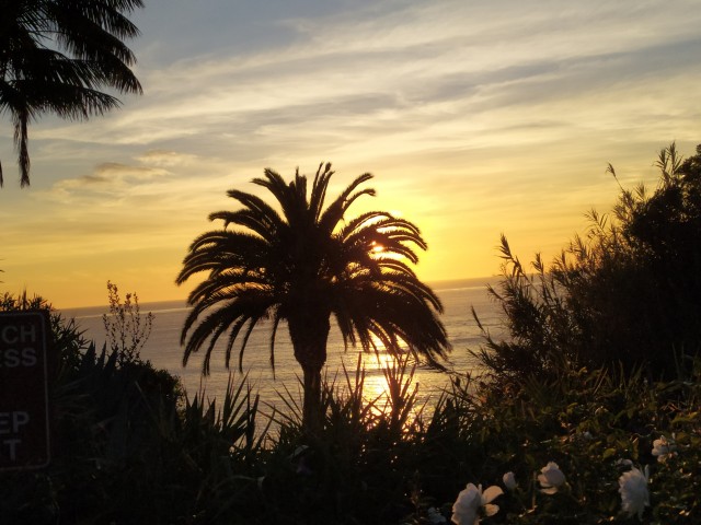 Sunset palm tree in La Jolla